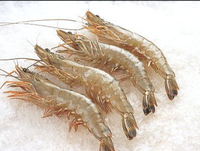 湛江水产品工厂收购每周报价20260328